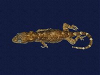 藏品(鉛山壁虎)的圖片